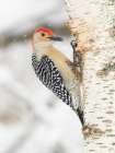 Red-bellied woodpecker, Pennsylvania, USA Art Print